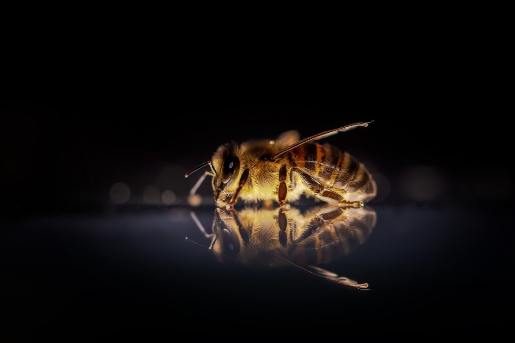 Fermentierter Wildbienenhonig